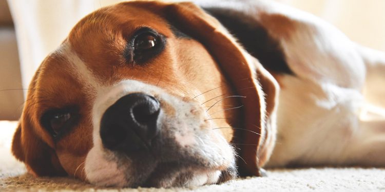 Vereadores votam projeto que proíbe coleira de choque em cães