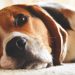 Vereadores votam projeto que proíbe coleira de choque em cães