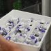 Vacina Tetra viral está em falta no município