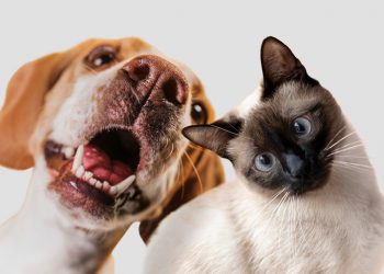 Castramóvel atenderá no Canil Municipal