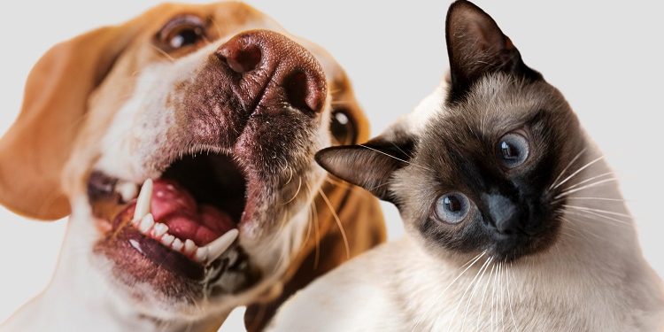 Castramóvel atenderá no Canil Municipal