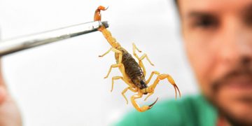 HUSF é o único hospital no município que atende acidentes com animais peçonhentos