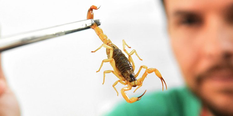 HUSF é o único hospital no município que atende acidentes com animais peçonhentos