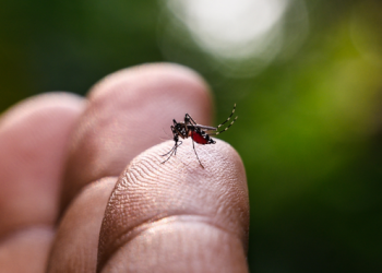 Morte suspeita por dengue é descartada