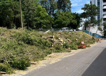 Cadê as árvores daqui?