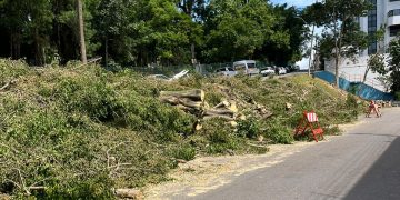 Cadê as árvores daqui?