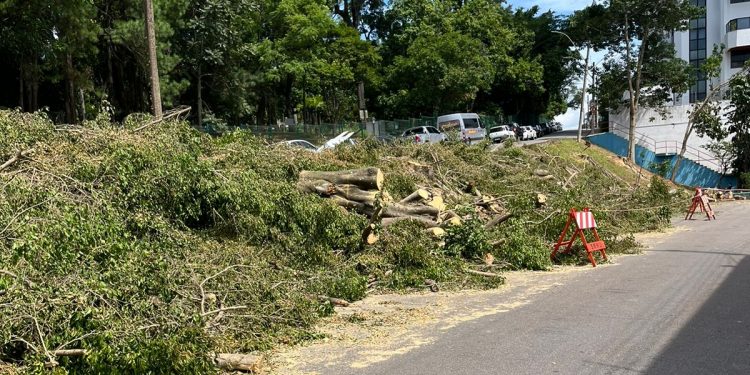 Cadê as árvores daqui?