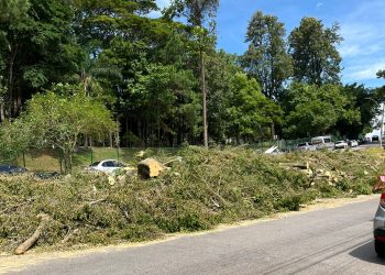 Cadê as árvores daqui?