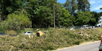 Cadê as árvores daqui?