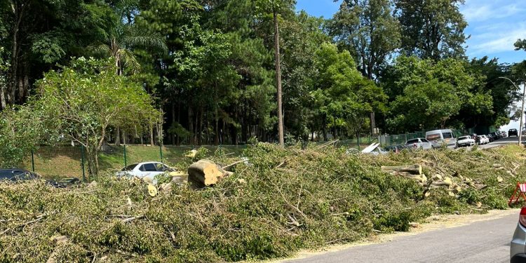 Cadê as árvores daqui?