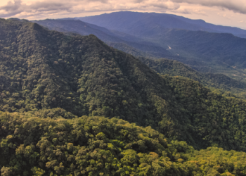 Mata Atlântica e Cerrado registram menor desmatamento em São Paulo