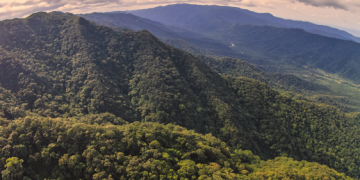 Mata Atlântica e Cerrado registram menor desmatamento em São Paulo