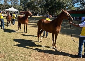 14ª Exposição Mangalarga Marchador  reúne representantes de seis estados