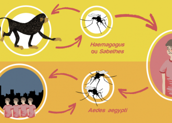 Secretaria de Estado da Saúde emite alerta epidemiológico sobre Febre Amarela