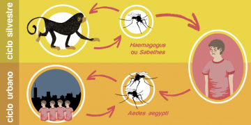 Secretaria de Estado da Saúde emite alerta epidemiológico sobre Febre Amarela