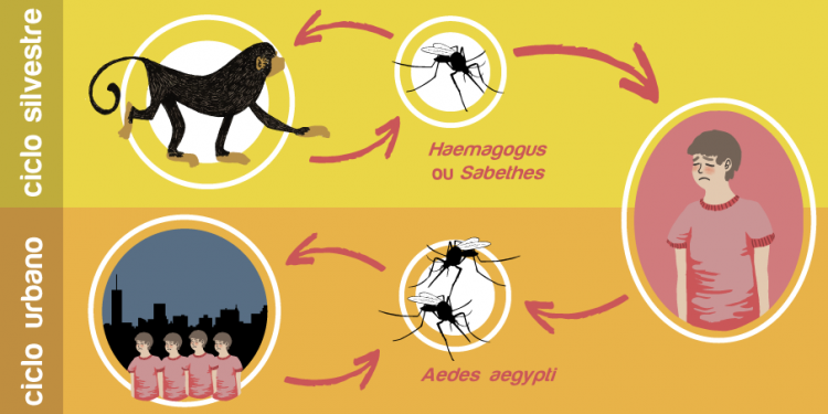 Secretaria de Estado da Saúde emite alerta epidemiológico sobre Febre Amarela