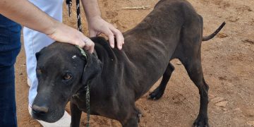 CPJ e DIBEM resgatam animais em situação de maus tratos em bairros rurais