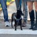 Inscrições abertas para Programa de Lar Temporário para cães e gatos resgatados