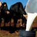 AGROINDÚSTRIA: Inscrições abertas para curso de processamento de leite