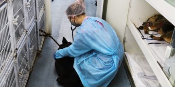 Castramóvel chega ao Planejada II na próxima semana