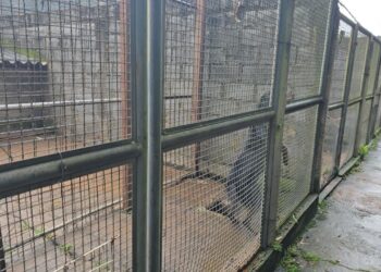 Município abre credenciamento para acolhimento de cães e gatos