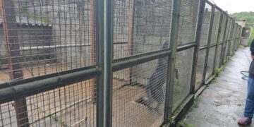 Município abre credenciamento para acolhimento de cães e gatos
