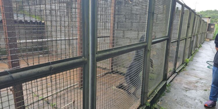 Município abre credenciamento para acolhimento de cães e gatos